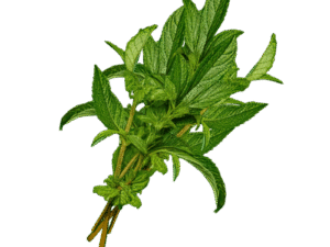 Menthe Fraîche – Botte Aromatique – Vente à la Pièce