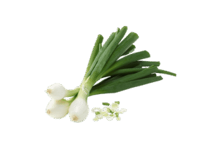 Oignons Frais en Botte – Vente à la Pièce